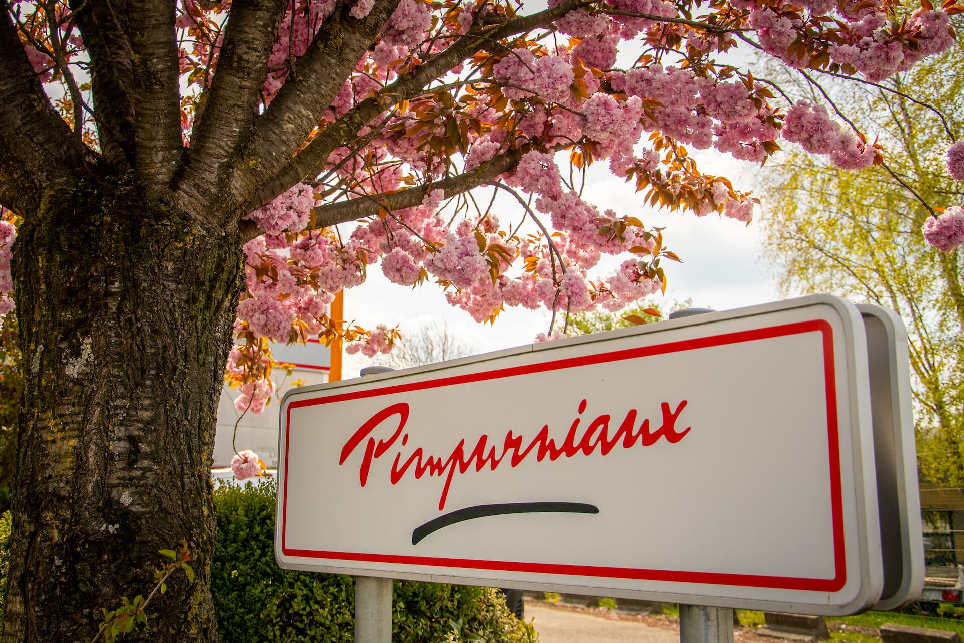 enseigne2-Pimpurniaux